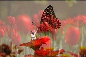 MONTAGE PHOTOS TULIPES ET PAPILLONS