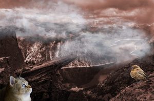 montage photo avec chat et oiseau